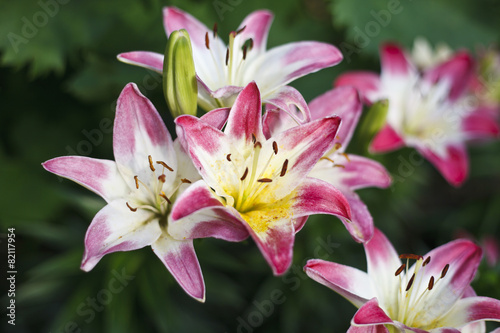 Beautiful blooming bright Lilies