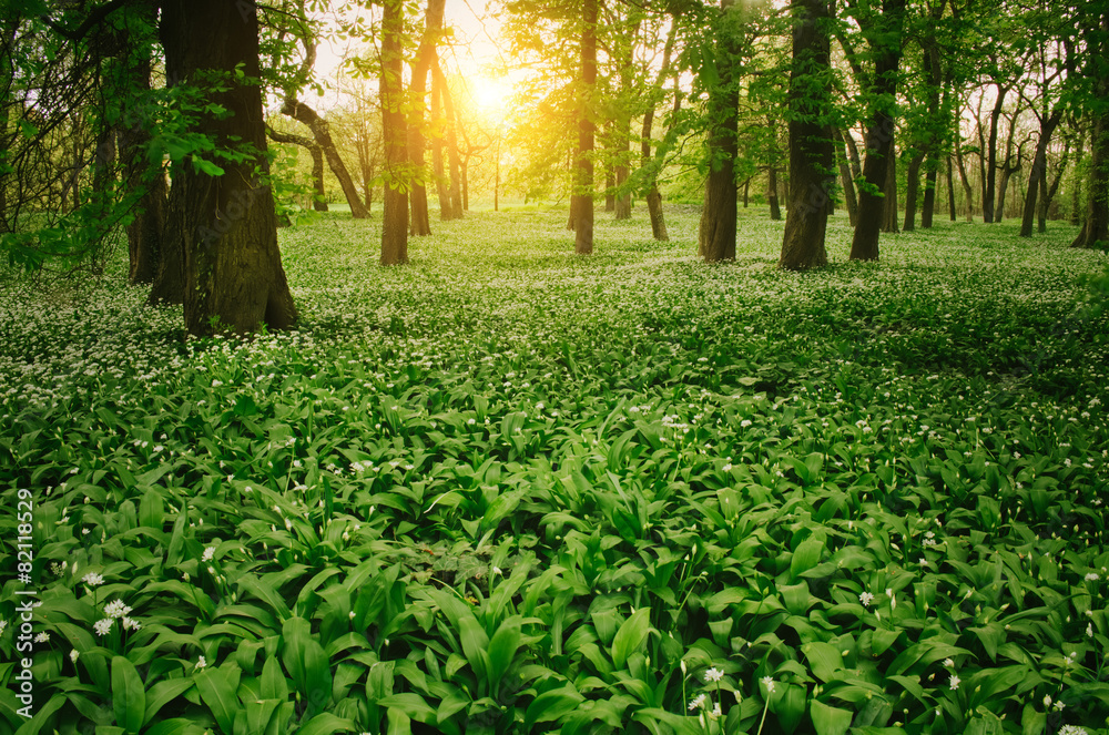 Fototapeta premium Wild garlic on the forest