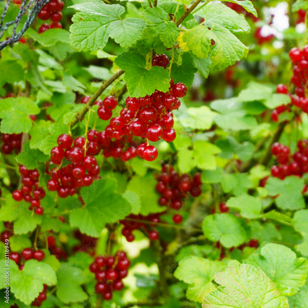 Red currants Red currants