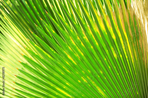 Exotic palm leaf  closeup