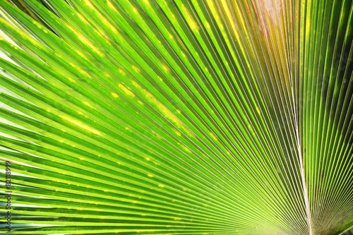 Exotic palm leaf  closeup