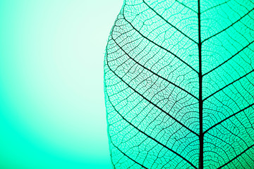 Papier peint photo Nervures de feuilles Skeleton leaf on green background, close up  © Africa Studio