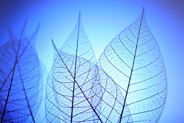 Papier peint photo Nervures de feuilles Skeleton leaves on blue background, close up  © Africa Studio