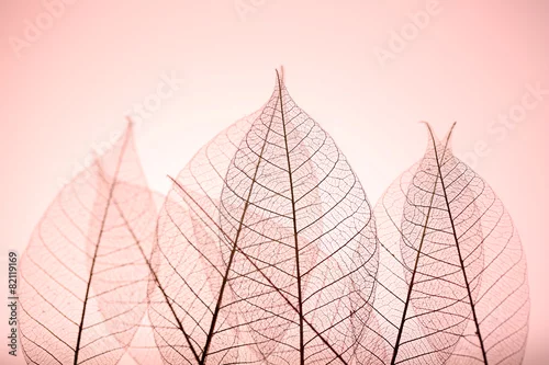 Obraz Kościec opuszcza na różowym tle, zamyka up