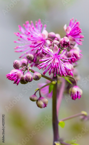 Meadow-Rue (Thalictrum aquilegiifolium) Just Beginning to Bloom