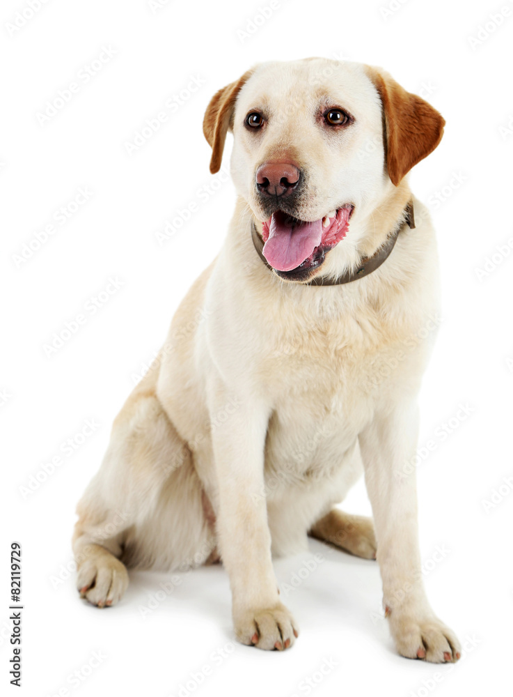 Cute dog with leash isolated on white background