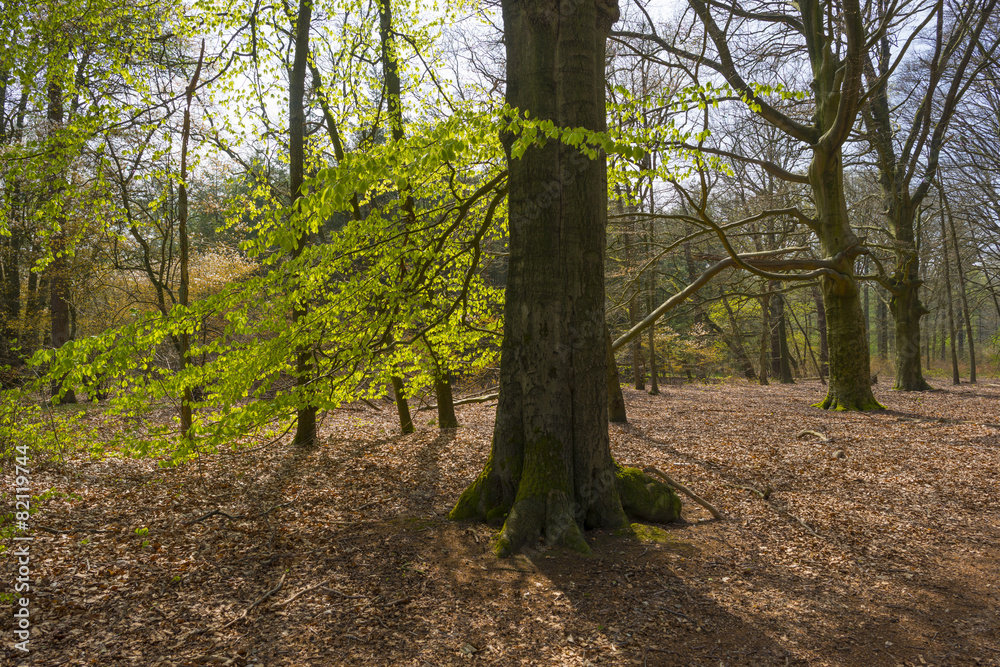 Beech forest sprouting in sunlight in spring