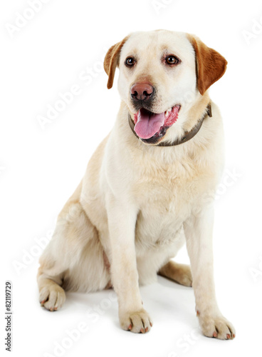 Cute dog with leash isolated on white background