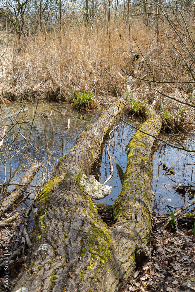 Troncs d'arbre sur l'étang