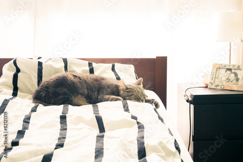 European shorthair cat sleeping in bed at home