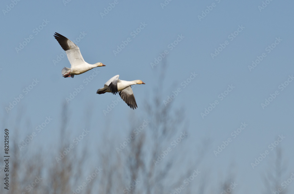 Pair of Snow Geese Flying Across the Marsh Pair of Snow Geese Flying Across the Marsh
