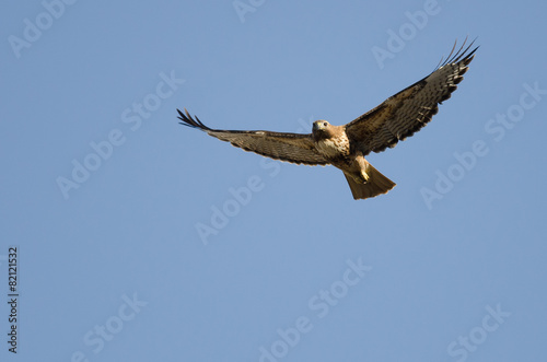 Red-Tail Hawk Flying in a Blue Sky