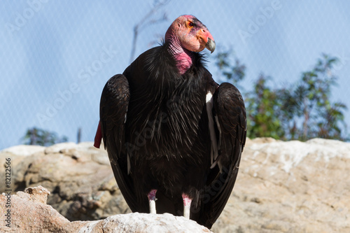 California Condor photo