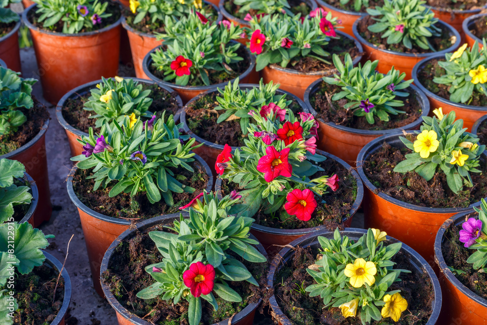flower seedlings in pots