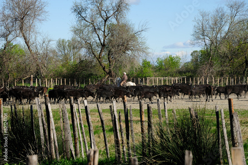 taureaux camarguais