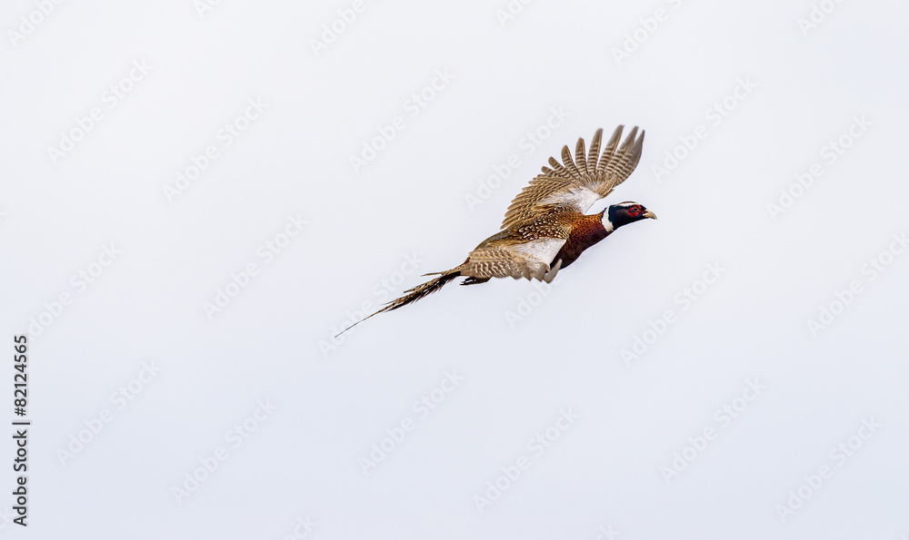 Obraz premium Pheasant in flight