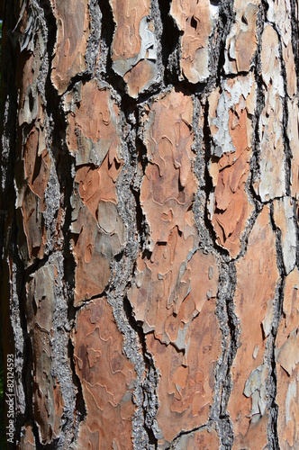 Fototapeta Naklejka Na Ścianę i Meble -  Pino, corteza, tronco, textura, Naturaleza, árbol, fondo
