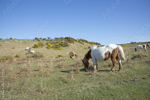 Ponies grazing on Dartmoor National Park Devon England Uk