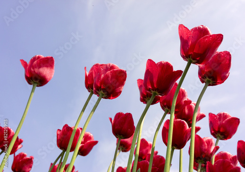 Rote Tulpen