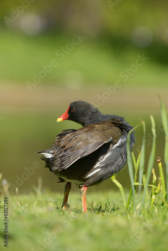 Moorhen, Gallinula Chloropus