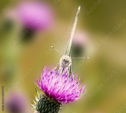 Kohlweißling auf Distelblüte photo