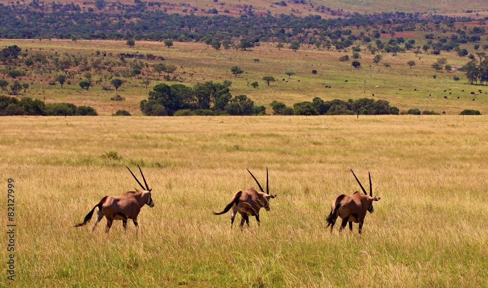 Fototapeta premium Drei Mal Spießbock