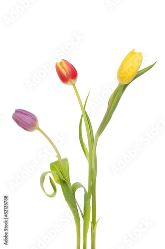 Three tulips © Richard Griffin