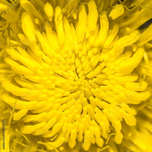 Taraxacum officinale  common dandelion