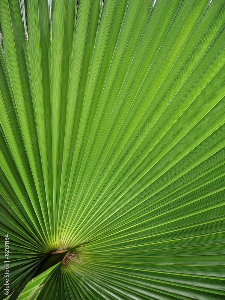 Fototapeta premium Fächerpalme - fan palm - Trachycarpus fortunei