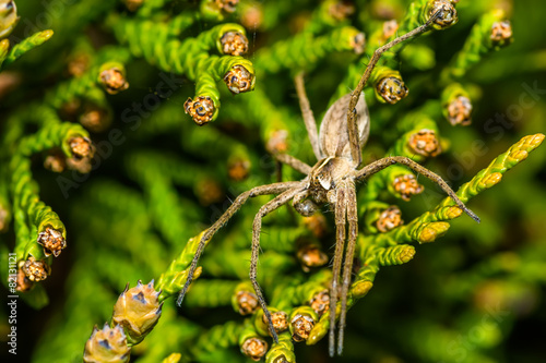 Spider Zoropsis spinimana