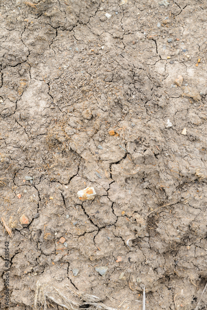 Fototapeta premium dry soil cracked earth texture