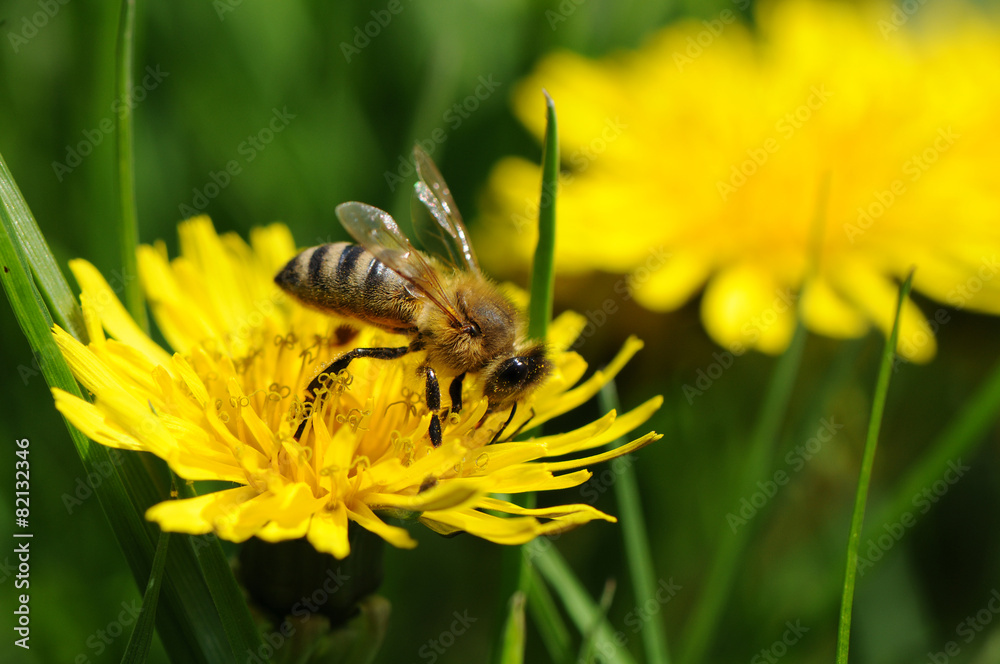 Nektar StockFoto Adobe Stock