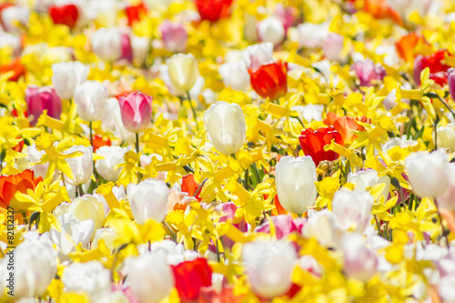 Tulpen photo