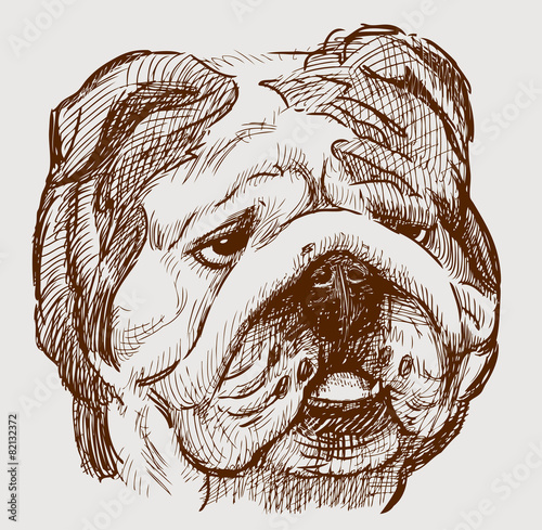 bulldog head photo