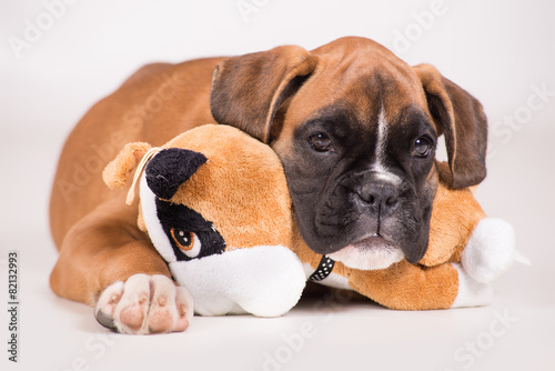 Beautiful puppy german boxer on a white background  