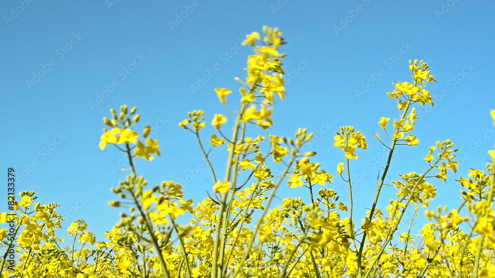 Oilseed Rapeseed Flowers in Cultivated Agricultural Field Oilseed Rapeseed Flowers in Cultivated Agricultural Field