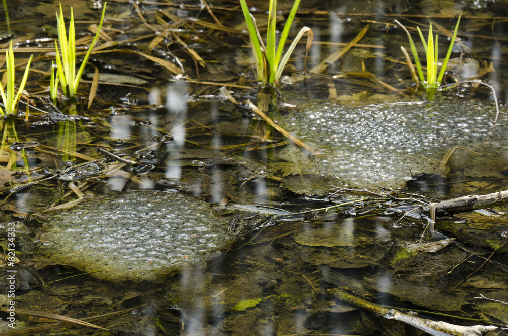 frog eggs in the pond Stock Photo Adobe Stock