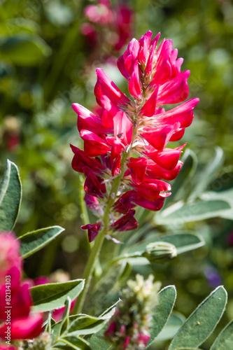 A nice red purple Hedysarum coronarium under the warm summer sun photo