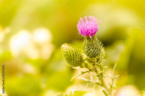 Thistle, Carduus Litigiosus in the italian country side photo