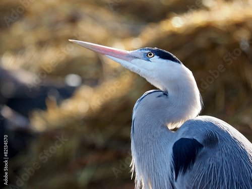 Valokuva Blue heron