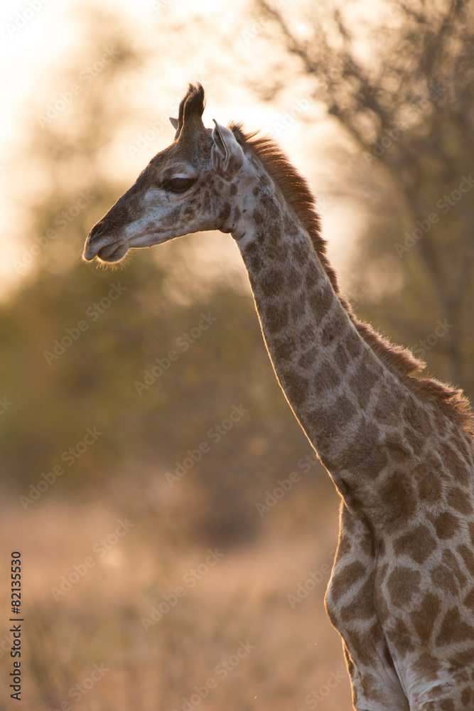 Obraz premium Baby giraffe walking in nature with sunset the background
