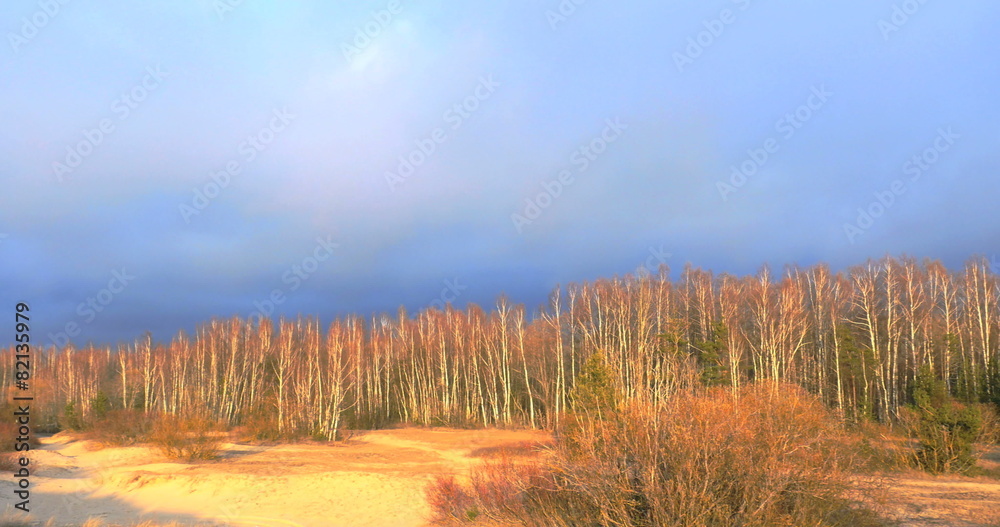 Edge of the forest in the rays of the evening sun, 4k Edge of the forest in the rays of the evening sun, 4k