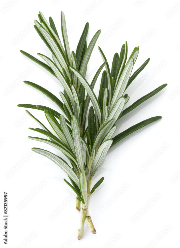 rosemary herb spice leaves isolated on white background cutout - obrazy, fototapety, plakaty 