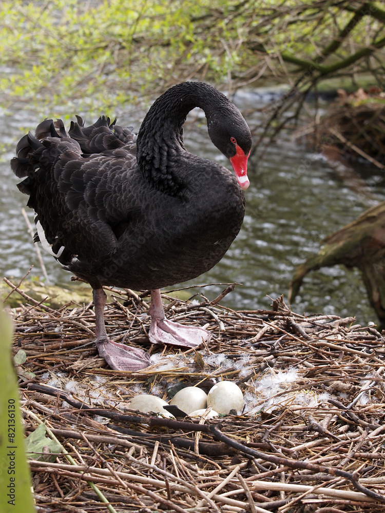 Fototapeta premium Black swan