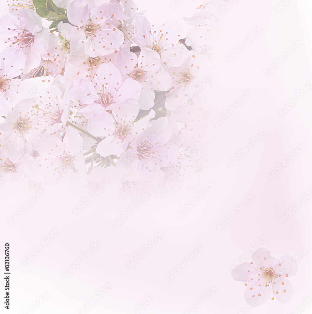 Flowering apple blossom branches. Background