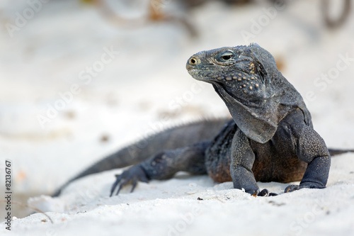 Island iguanas in wildlife.