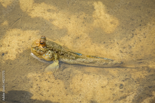 Periophthalmus photo