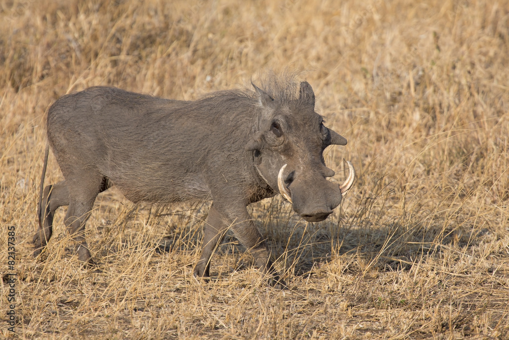 Warthog with big teeth walking among short grass Warthog with big teeth walking among short grass