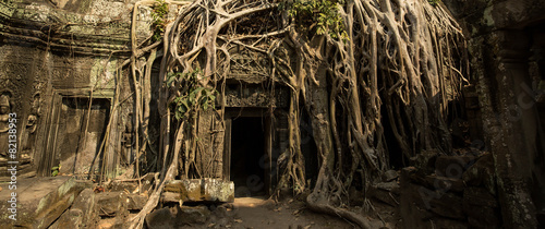 Ta Prohm roots gate panoramic