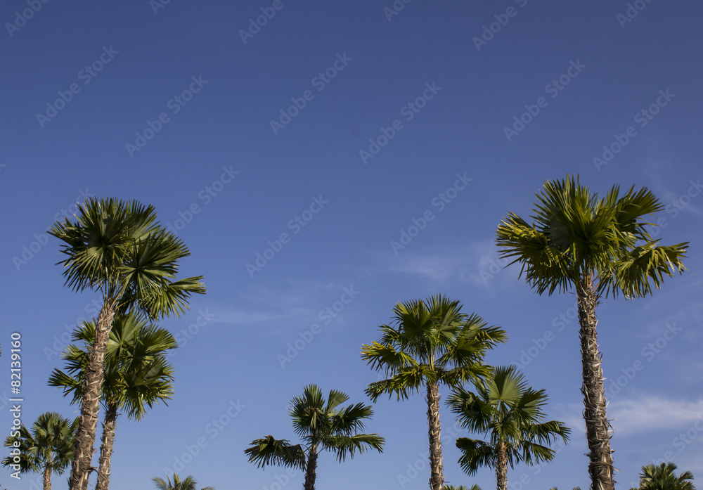 Palms Tree in the Public park, Garden setting Palms Tree in the Public park, Garden setting